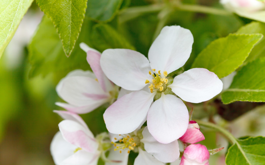 Grace Under Pressure