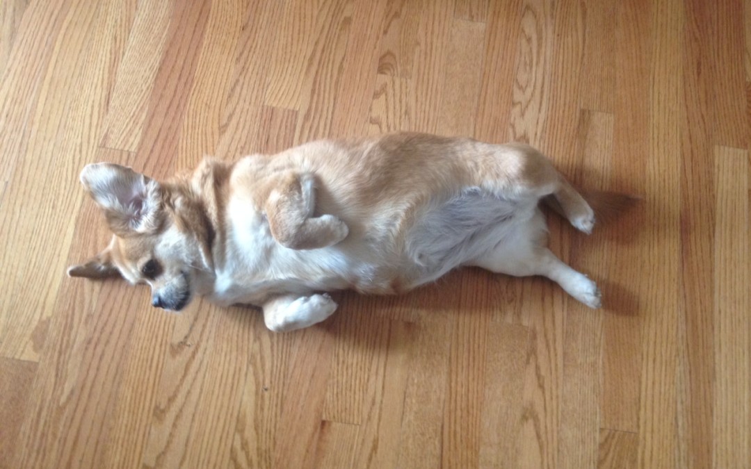 Millie and Me, and David