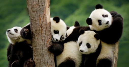 Pandas and Perspective