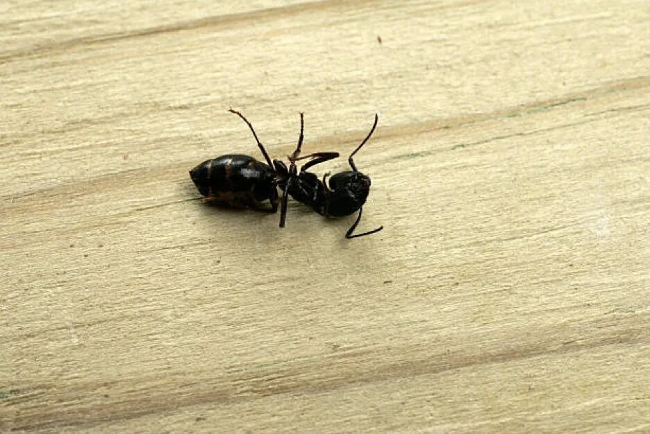 To Kill, or Not to Kill? (A Bug.)
