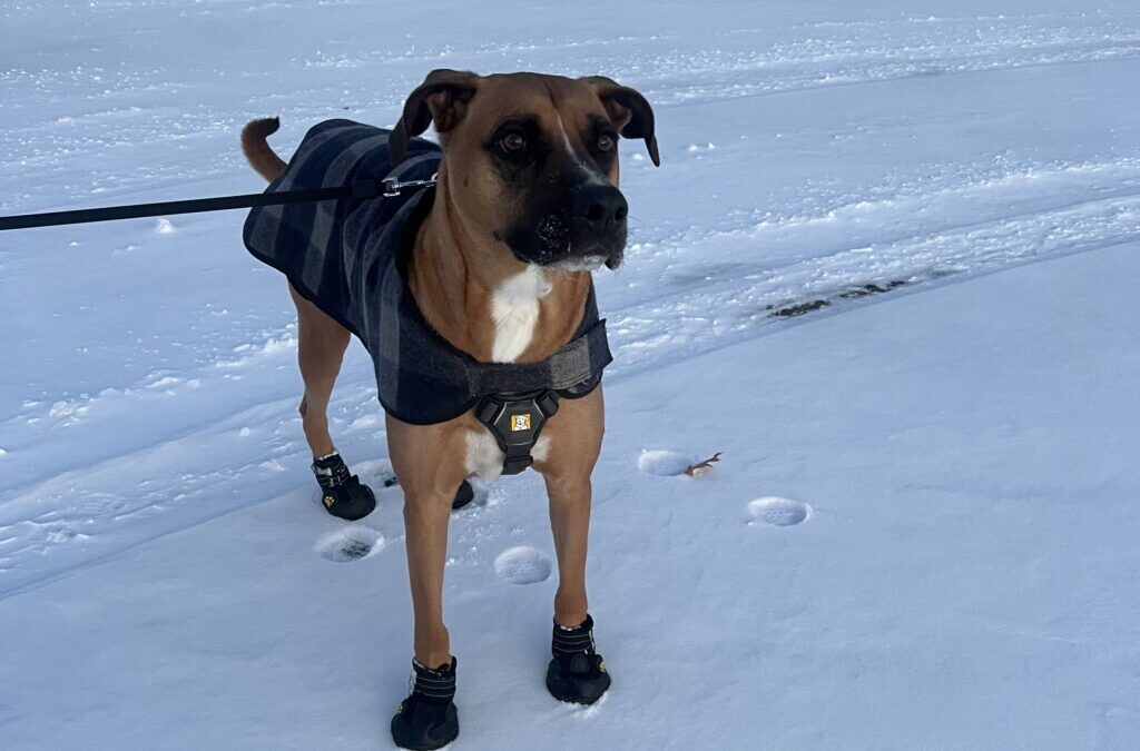 Lots on the Brain, Boots on the Feet