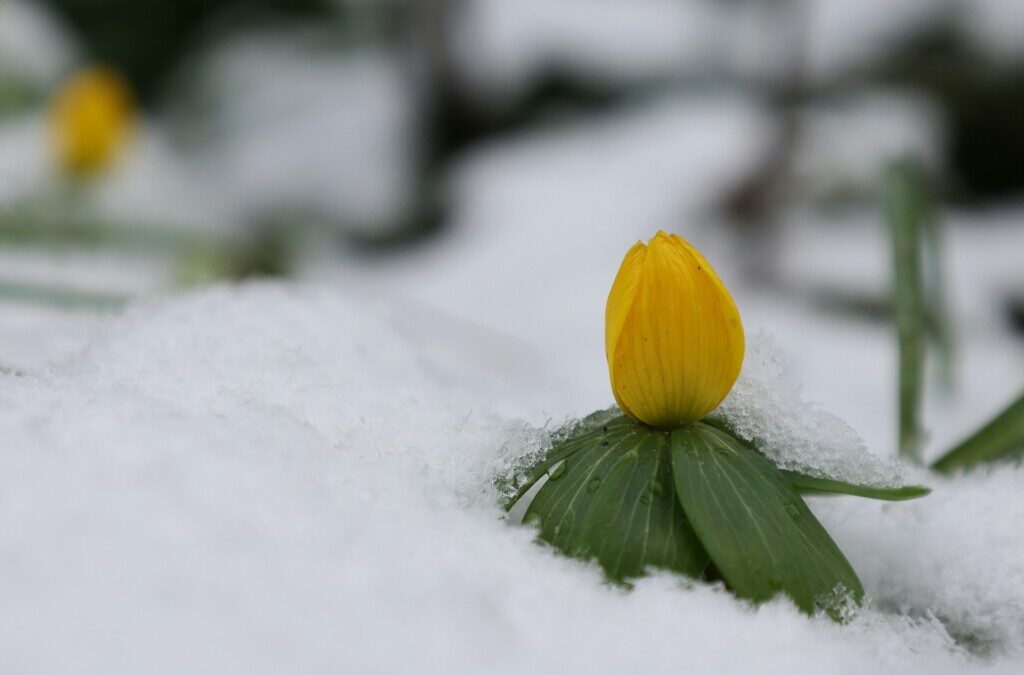 Sling: An Album that Embodies the First Signs of Spring