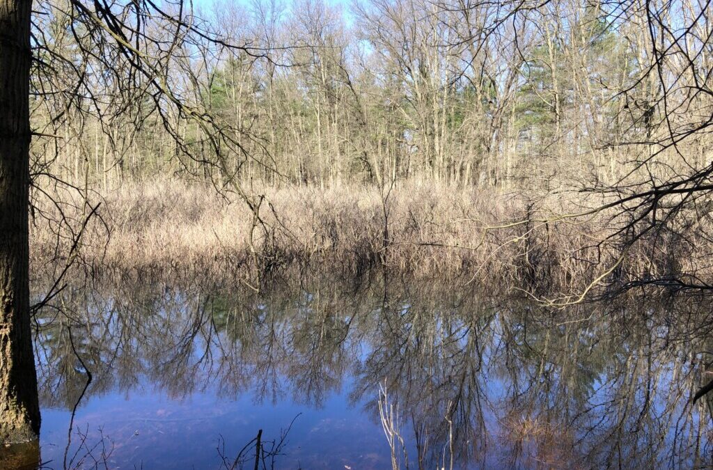 Coral Reefs of the Forest