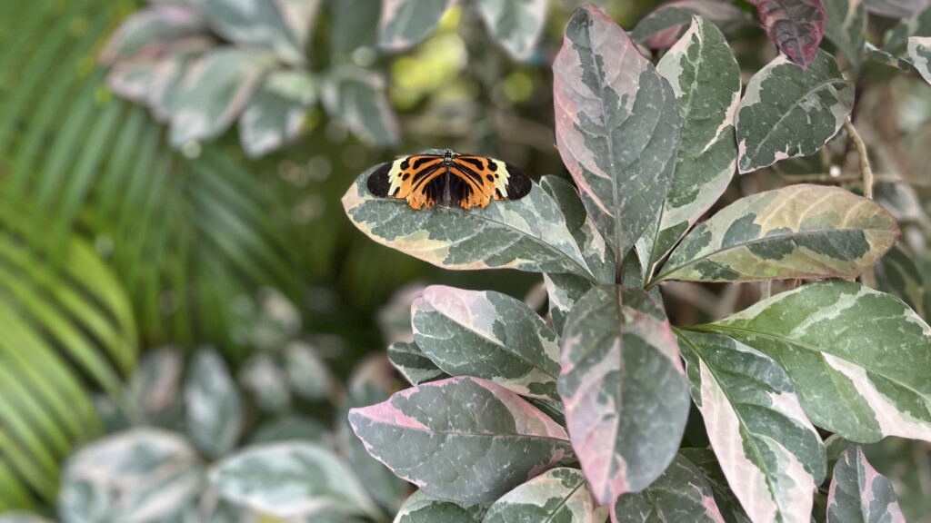 In the Waiting, I Sing