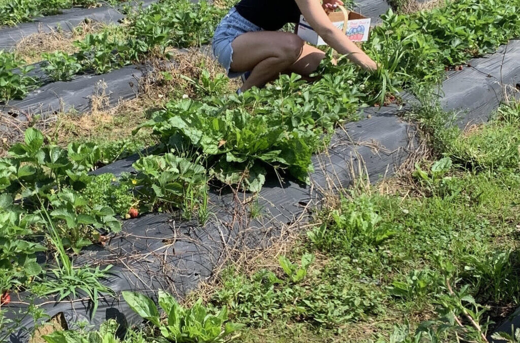 Open Letter to the Squirrel Who Dug Up My Garden