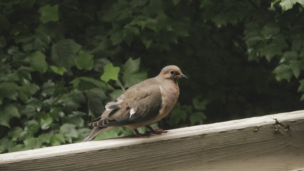 A Mourning Dove on the News