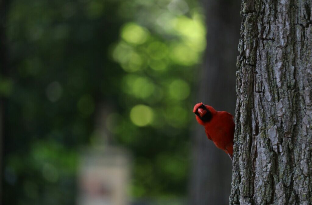 The Cardinal