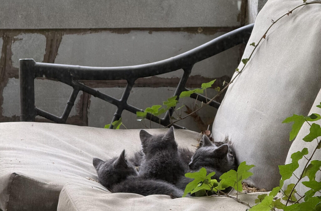 The Holy Spirit Visited Me in the Form of a Gray Kitten