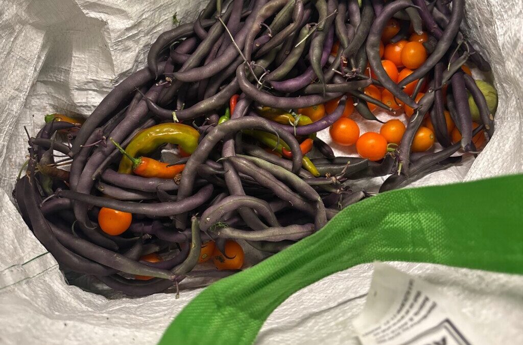Confessions of a Second-Year Gardener; or, Celebrating Inadequacy