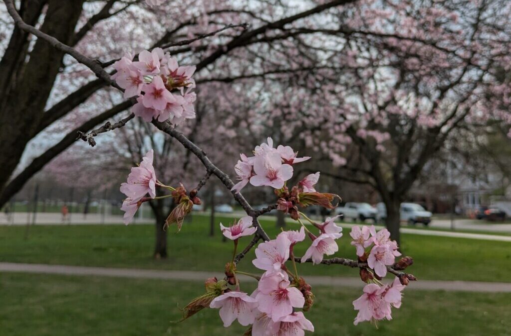 Laps Around Lincoln Park