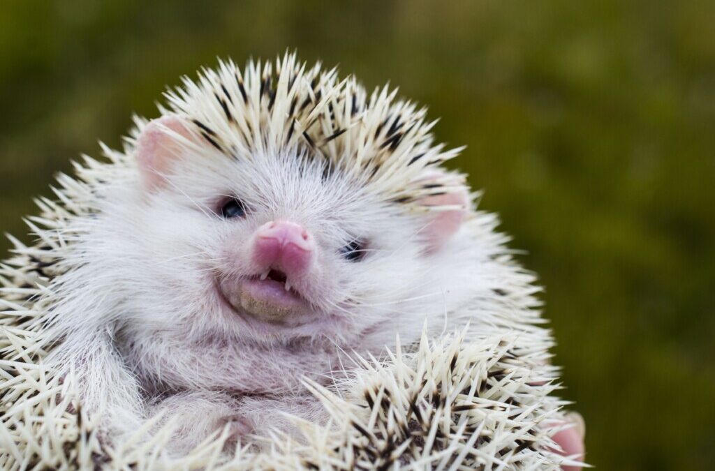 The Hedgehog of Shame