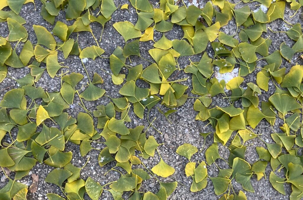 Do Kids Still Make Leaf Collections?