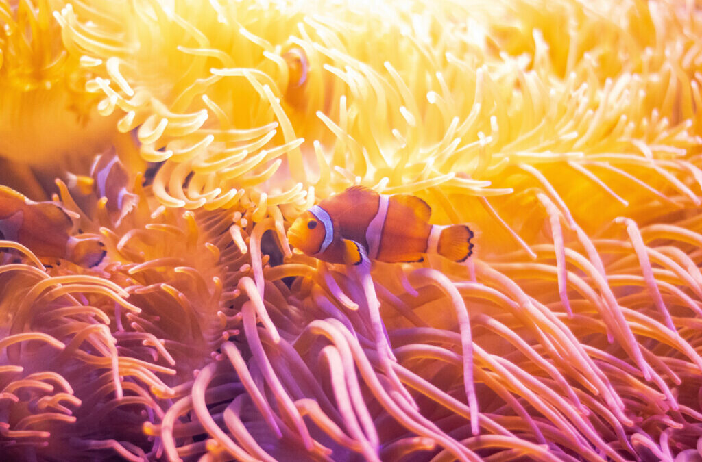 Facing Finding Nemo (and Other Assorted Tales)